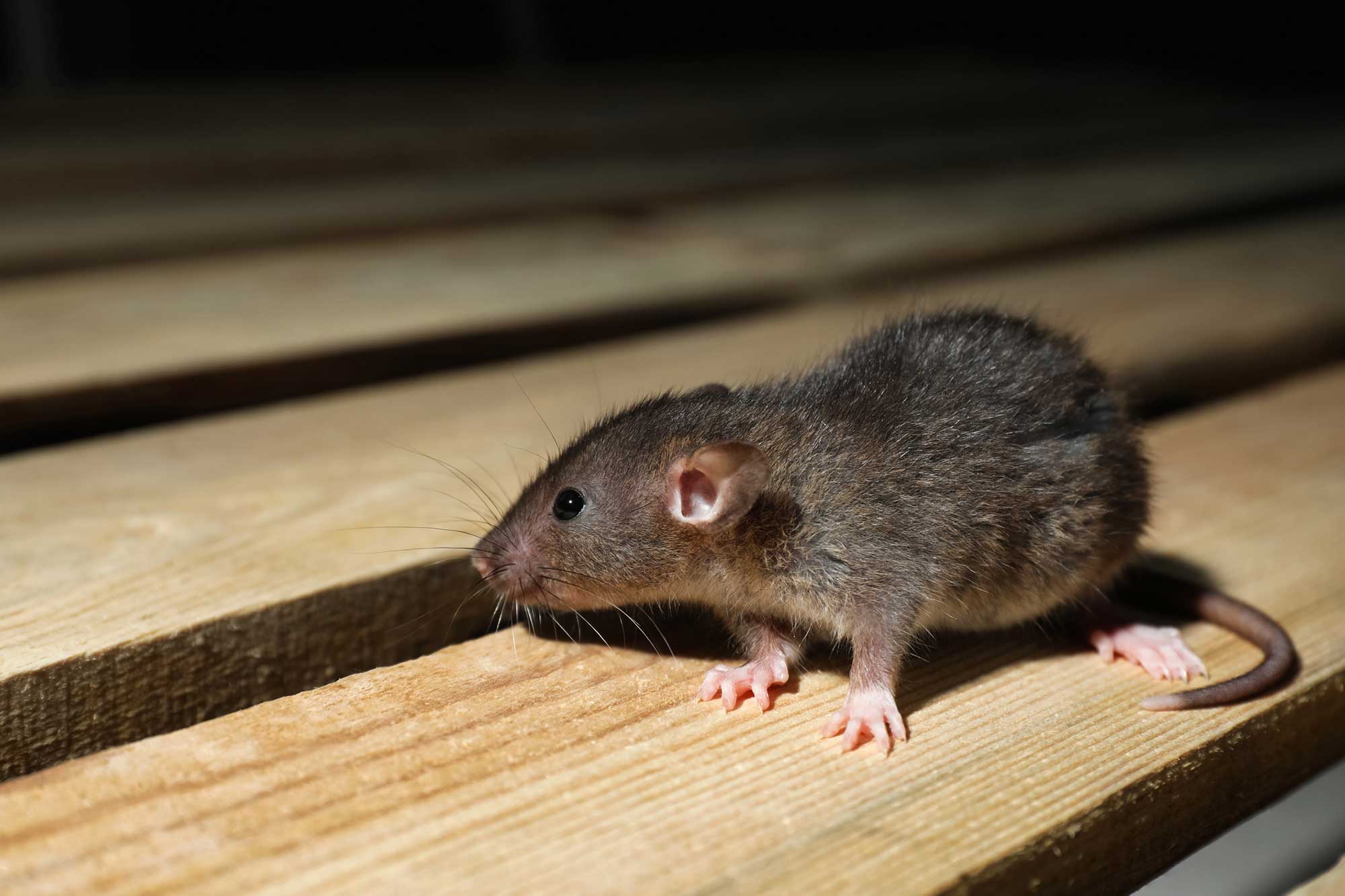 Alba Environmental Services rat on floorboards